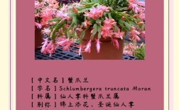 蟹爪兰品种多，该怎么选？