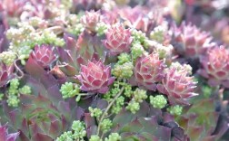 冬天哪些多肉品种最耐冻？