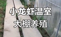 龙虾秋季养殖技术有哪些新突破？