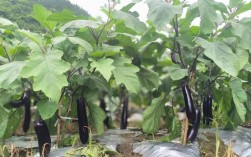 紫茄子怎么种？视频教你关键技术！