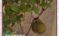 室内榴莲怎么种？技术要点有哪些？
