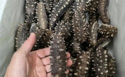 日照海参多少钱一斤？