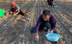 大蒜施肥技术视频，何时施肥最合适？