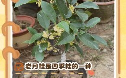 耐阴桂花品种有哪些？