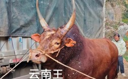 云南新品种牛查看价