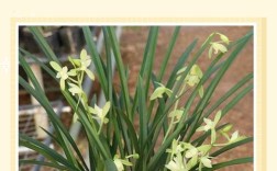 大兰花养殖技术有哪些关键点？