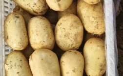 2025绥中县土豆价格会涨还是跌？