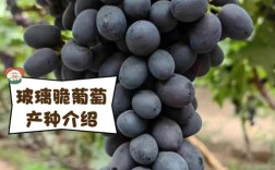 葡萄哪些品种容易裂果