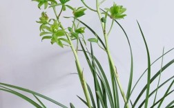 蕙兰名贵品种为何珍贵？