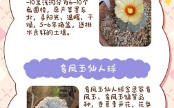 哪些仙人球品种最珍稀？