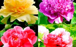 牡丹什么品种最漂亮？