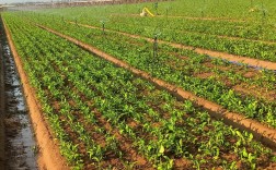 改良白术种植技术视频，如何提升产量与品质？