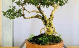 什么品种的黄杨树值钱