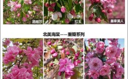 海棠花究竟有多少品种？