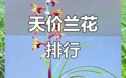 兰花名贵品种价格行情如何？