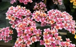 长寿花新品单瓣品种图片