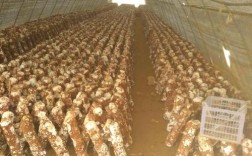 辽宁地区香菇栽培技术有哪些关键环节？气候与品种如何适配才能实现高产？