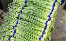 山东金乡今日蒜薹价格多少钱一斤？