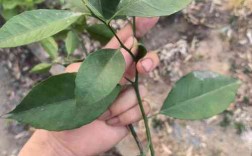 带刺柠檬树是什么品种？