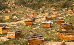 中蜂养殖技术四季视频