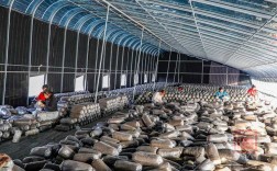 农村平菇种植技术视频，如何轻松掌握？