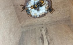 德宏胡蜂养殖技术学校