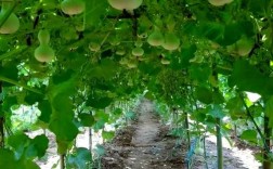 冬季葫芦怎么种？技术要点有哪些？