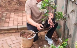 蝴蝶养殖技术视频教程怎么学？