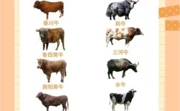 牧业国家是否提供优良品种？