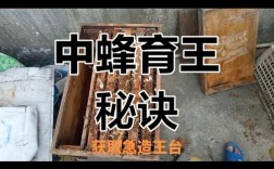 中蜂育王视频全集，如何系统掌握核心技术？