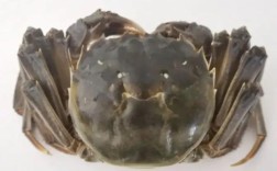 2025年将有哪些水产新品种问世？