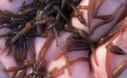 水蛭养殖技术 水蛭幼苗