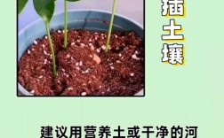 啥树品种扦插成活率高？