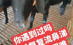 养羊疾病技术大全视频，如何系统掌握羊病防治要点与实操技巧？