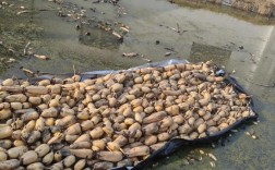 水田莲藕种植技术视频怎么学？