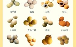 龙眼品种有哪些？图片欣赏带你认。