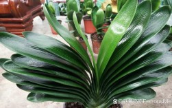 君子兰最贵品种是哪个？