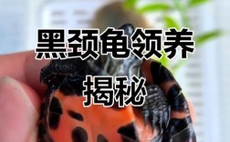 黑颈龟2025价格图片？真实行情如何？