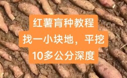 红薯育苗视频教程，关键技术有哪些？