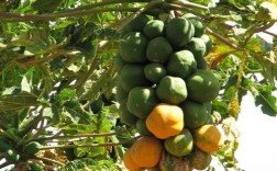 木瓜树品种有哪些？看图识种！