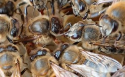 东北中蜂黑蜂蜂王价格多少？