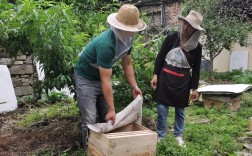 中蜂高产饲养技术视频，如何掌握核心要点？