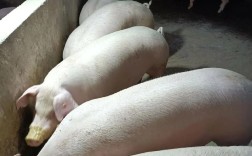 四川有哪些特色地方猪品种？