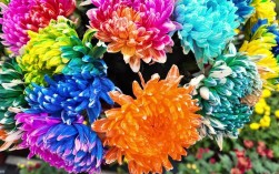 北方常见菊花品种有哪些？