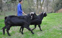 湘美黑山羊有哪些主要品种？