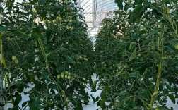 大棚番茄栽培技术视频怎么学？