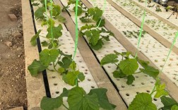 露地黄瓜育苗视频，关键技术要点有哪些？