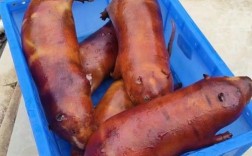 最贵竹鼠品种是哪个？