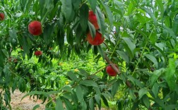 农业科技种植技术桃树