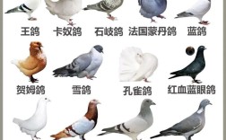 肉鸽子品种到底有多少种？